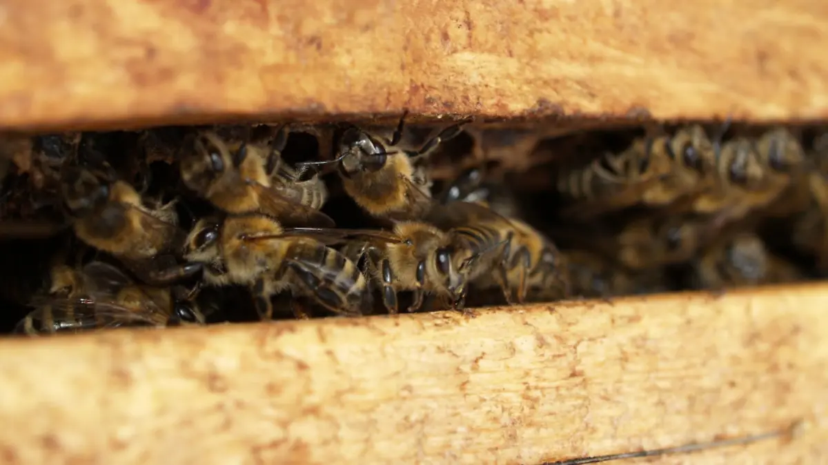 Se atendieron 16 llamados por precaución de abejas en Los Cabos